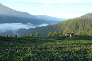 The History of Taiwanese Tea Culture