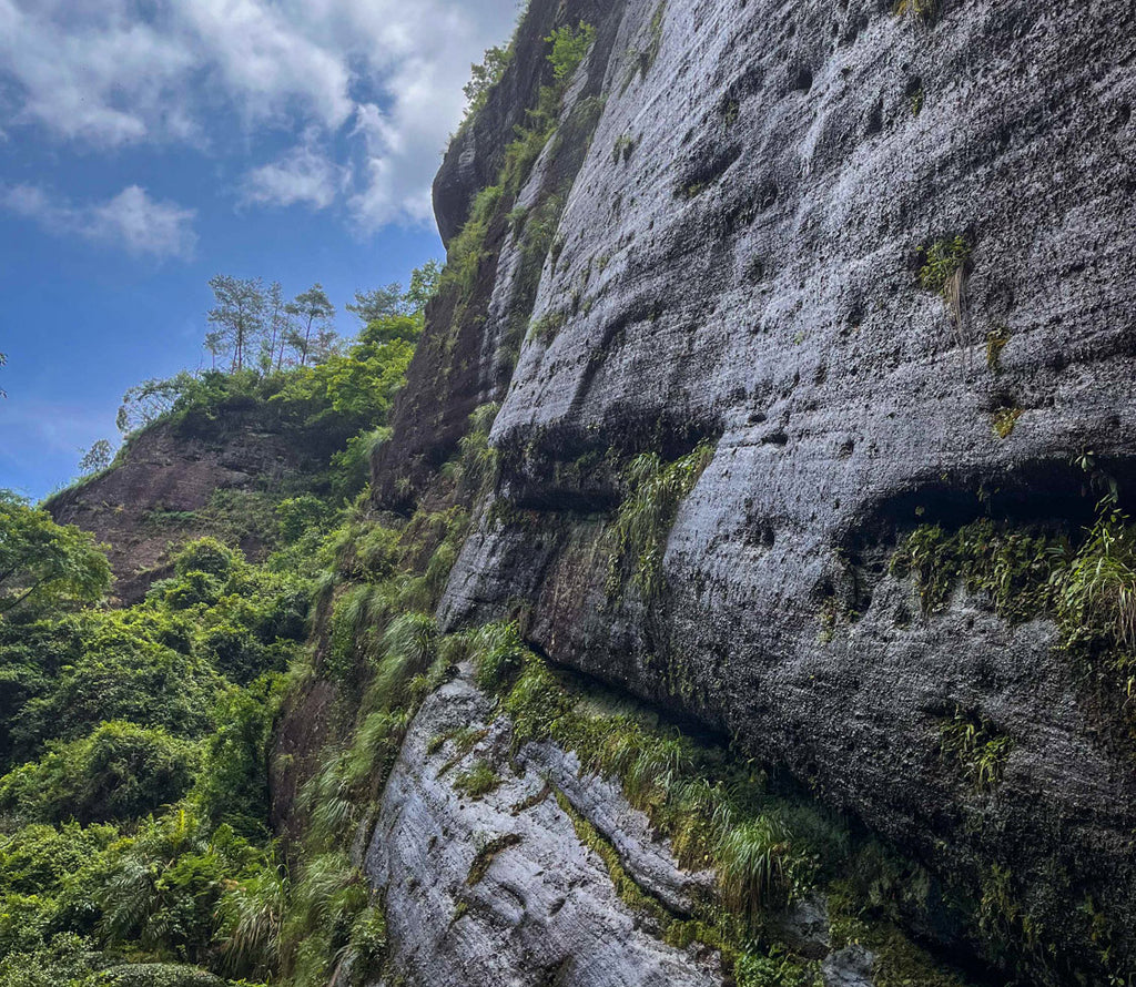 Describing Yan Yun: The Elegance Of Wuyi Rock Tea