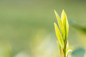 What Makes Early Spring Tea So Valuable?