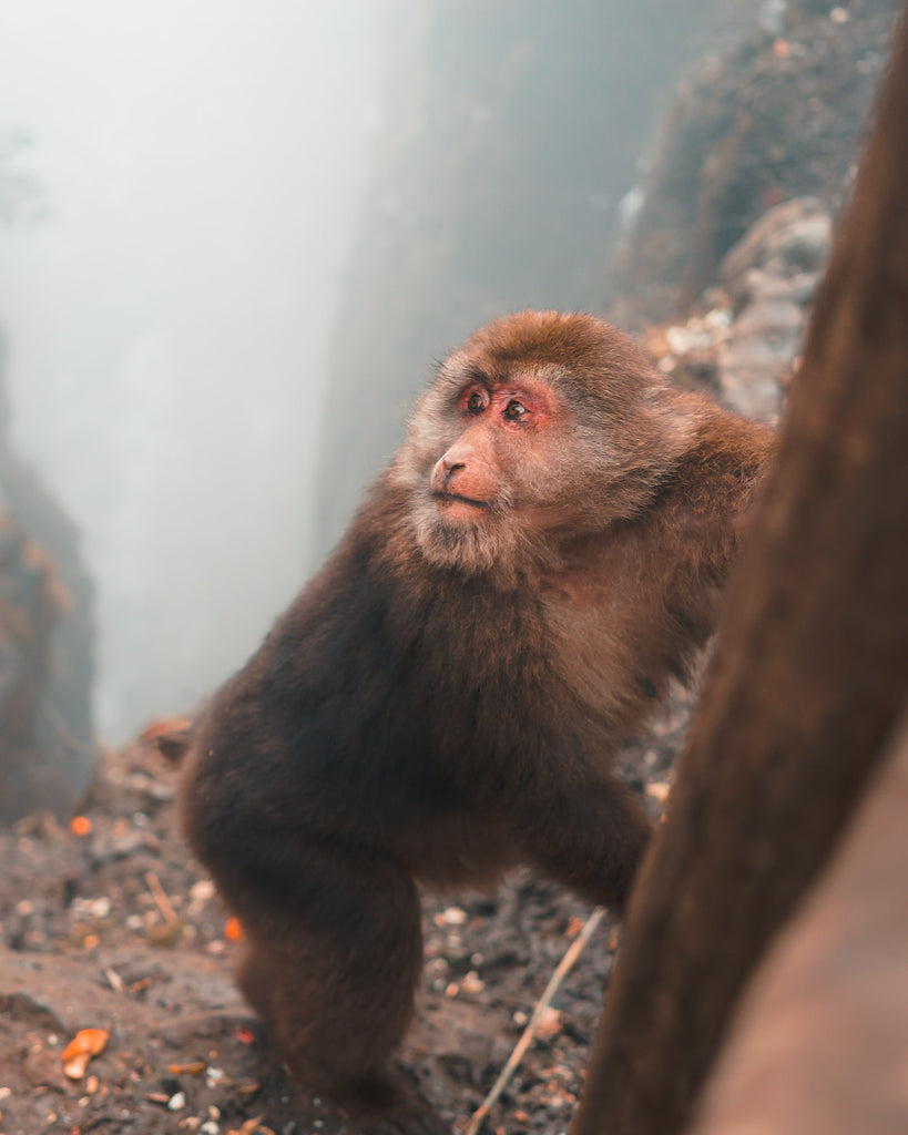 Monkey Picked Oolong — The 5 Legends